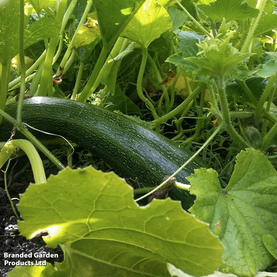 Courgette F1 'Defender' - Seeds