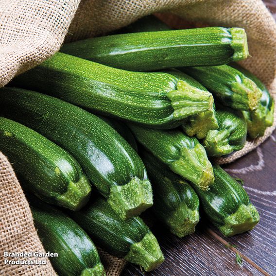Courgette F1 'Defender' - Seeds