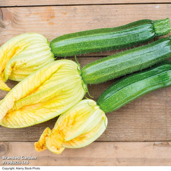 Courgette F1 'Defender' - Seeds