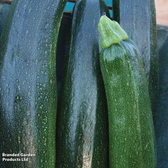 Courgette F1 'Defender' - Seeds