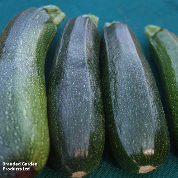 Courgette F1 'Defender' - Seeds