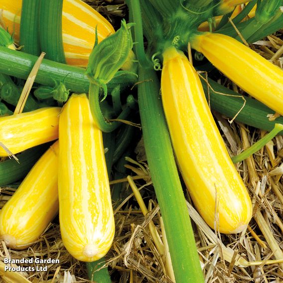 Courgette F1 'Goldmine' - Seeds