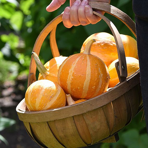 Courgette 'Summer Holidays' F1 - Seeds