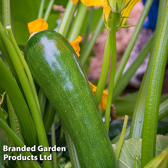 Courgette 'Sure Thing'