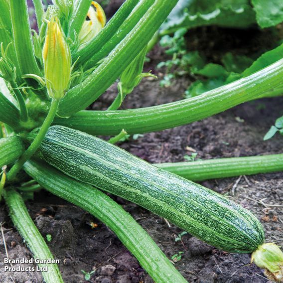Courgette F1 'Tarmino' - Seeds