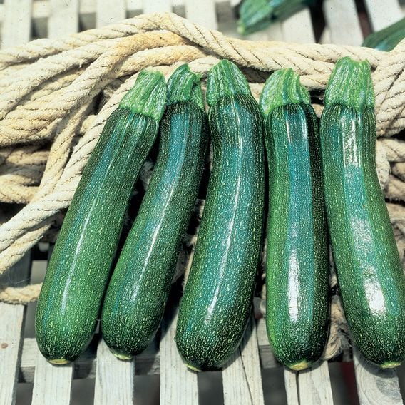 Courgette 'Tarmino' F1 - Seeds