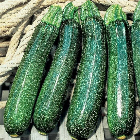 Courgette 'Tarmino' F1 - Seeds