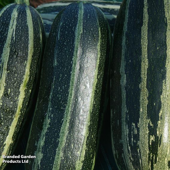 Marrow F1 'Tiger Cross' - Seeds