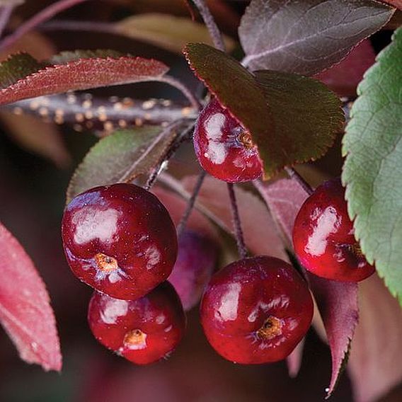 Crab Apple Royalty