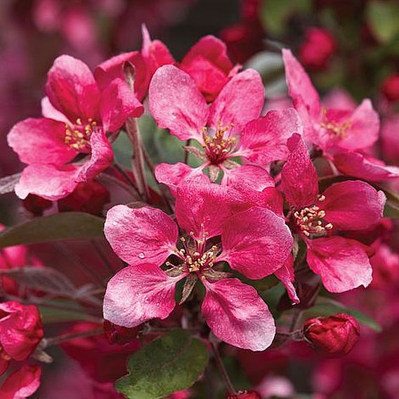 Crab Apple Royalty