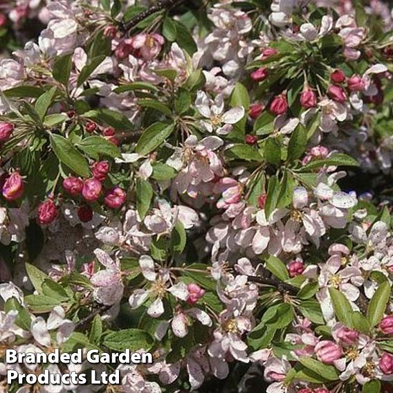 Crab Apple 'Sun Rival'