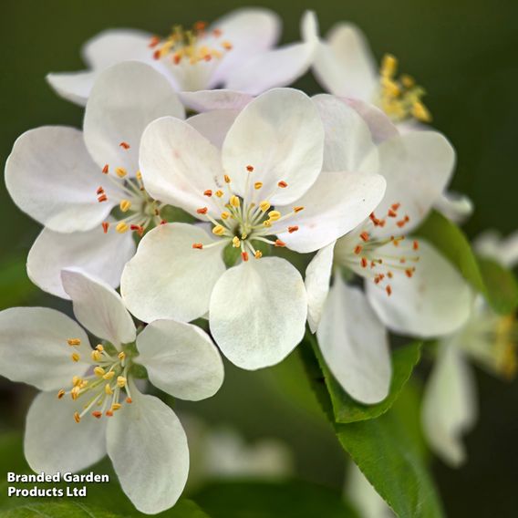 Crab Apple 'Butterball' (Mature Tree)