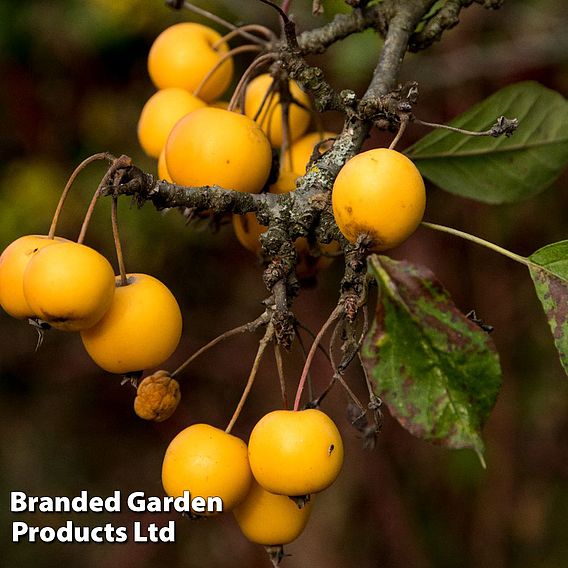 Crab Apple 'Butterball'