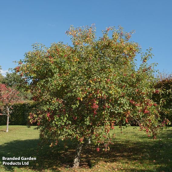 Crab Apple 'Evereste' (Mature Tree)