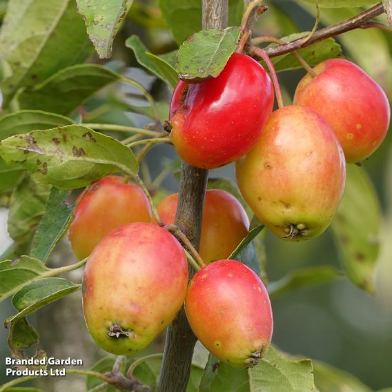Crab Apple 'John Downie'
