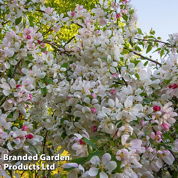 Crab Apple 'Sun Rival'