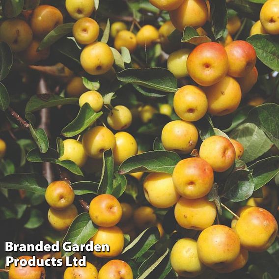 Crab Apple Butterball