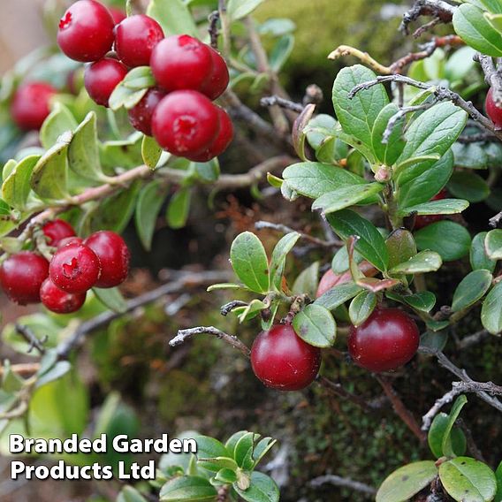 Cranberry 'Pilgrim'