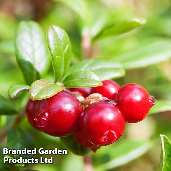 Cranberry 'Pilgrim'