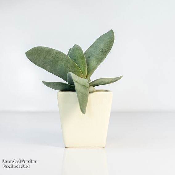Crassula 'Boomerang'