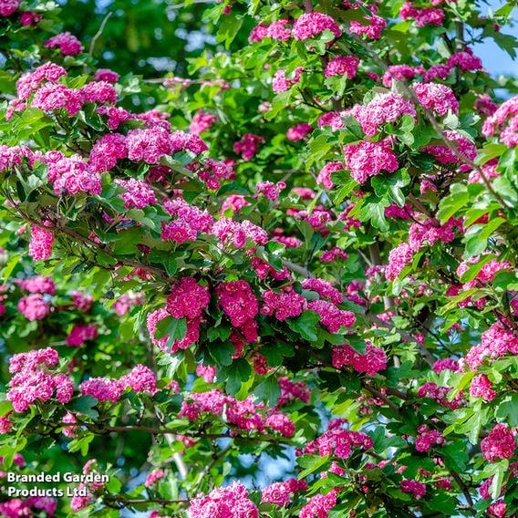 Crataegus media 'Pauls Scarlet' (Mature Tree)