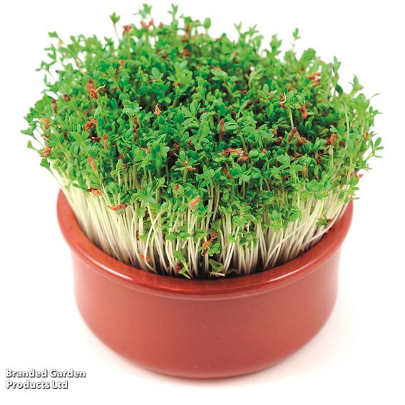 Cress 'Curled' - Seeds
