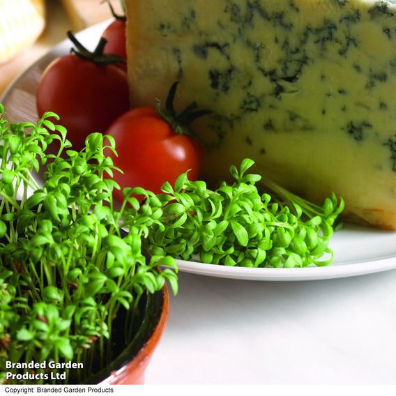Cress 'Curled' - Seeds