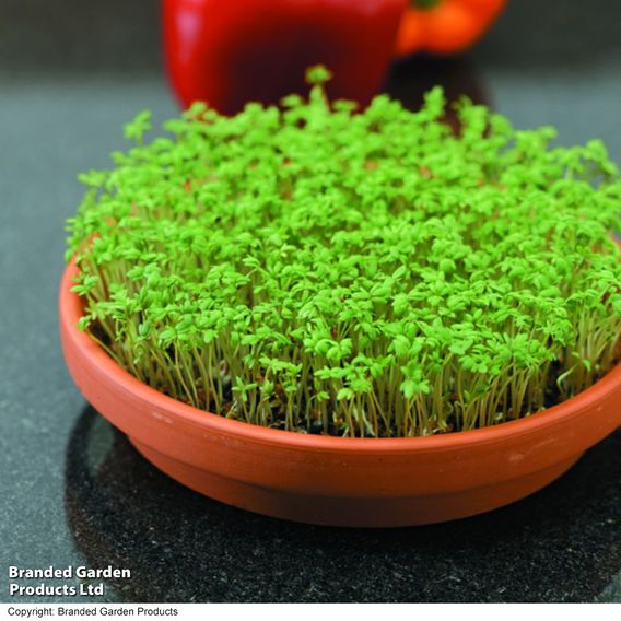 Cress 'Curled' - Seeds