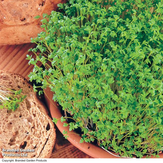 Cress 'Curled' - Seeds
