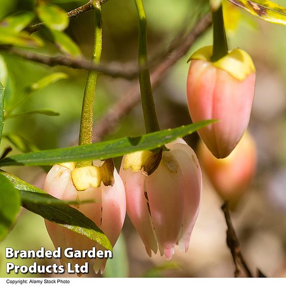 Crinodendron 'Ada Hoffman'