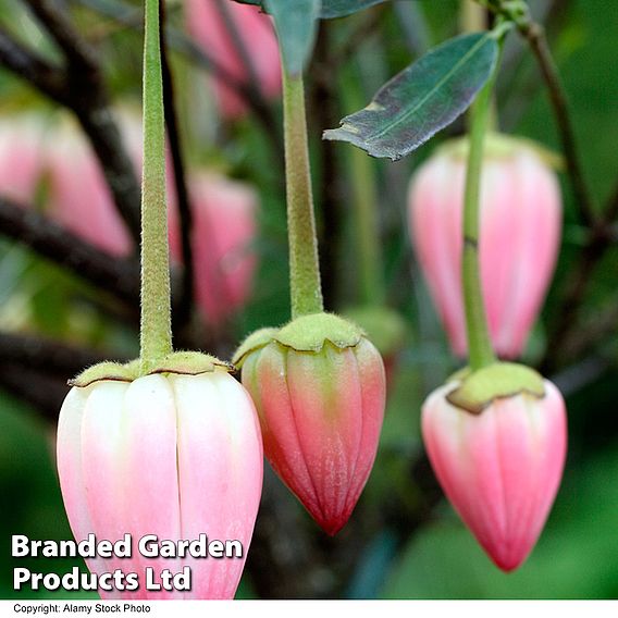 Crinodendron 'Ada Hoffman'