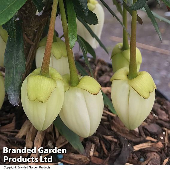 Crinodendron 'Alf Robbins'