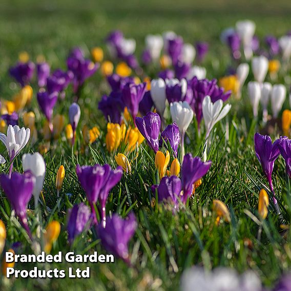 Crocus 'Botanical Mixed'