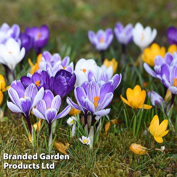 Crocus 'Botanical Mixed'