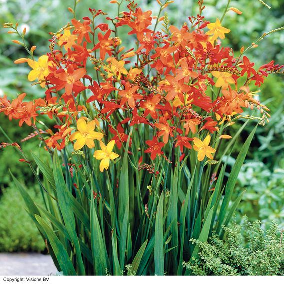 Summer Bulb Special Collection