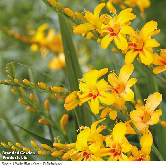Crocosmia Collection