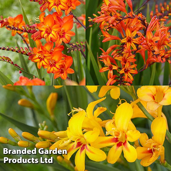 Crocosmia 'Firestars Collection'