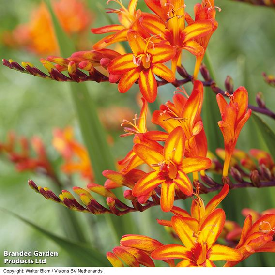 Crocosmia Collection