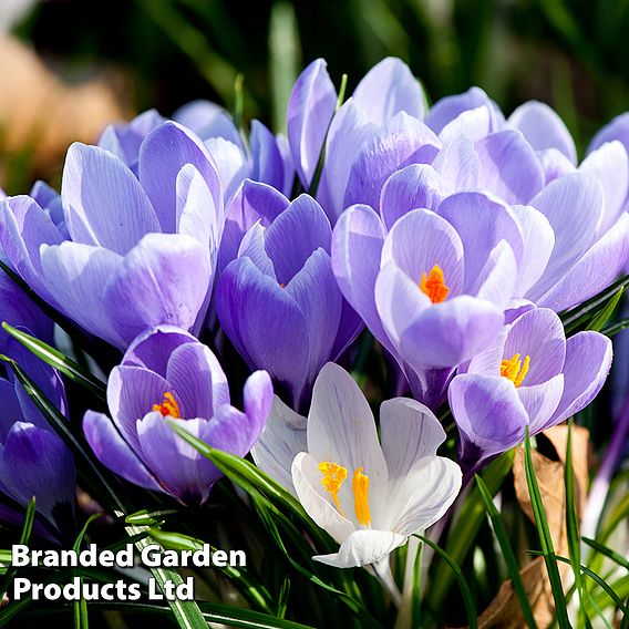 Crocus 'Grand Maitre'