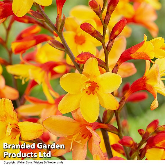 Crocosmia 'Harlequin'