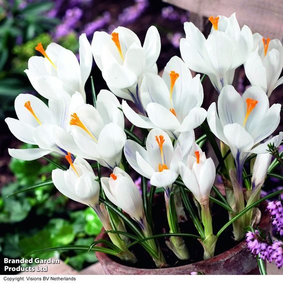 Crocus 'Jeanne d'Arc'