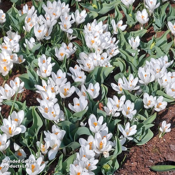 Crocus 'Jeanne d'Arc'