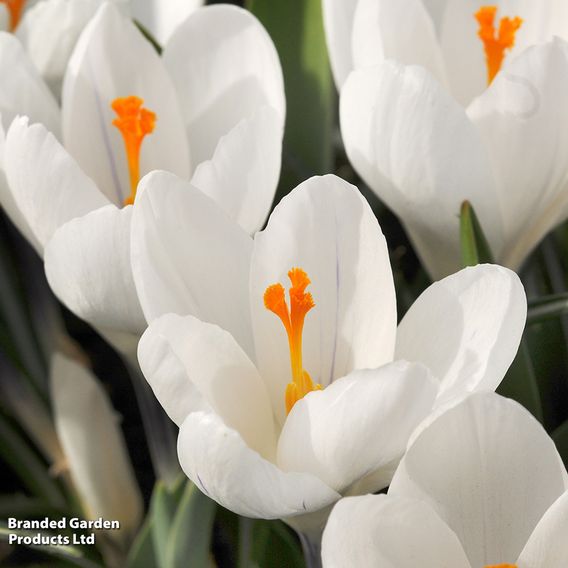 Crocus 'Jeanne d'Arc'