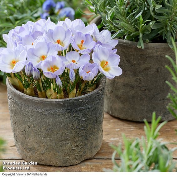 Crocus 'Joop'