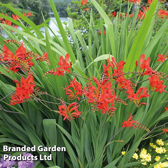 Crocosmia 'Lucifer'