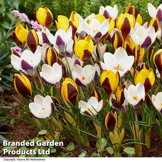 Crocus 'Panda'