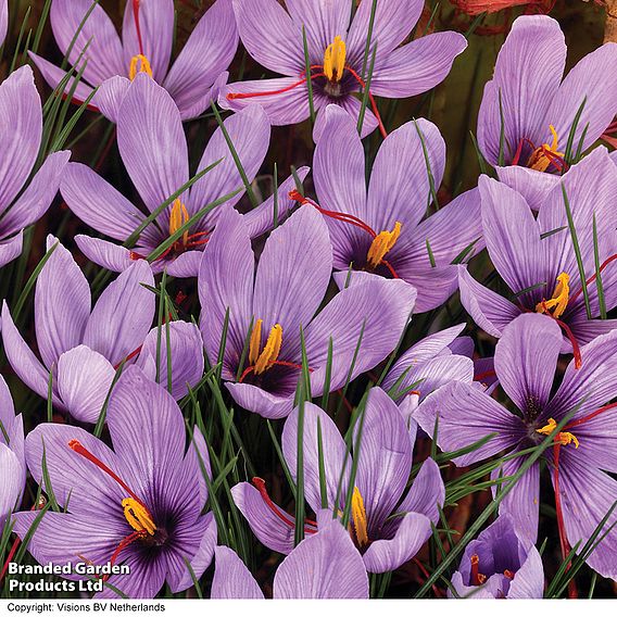 Crocus sativus (Saffron)