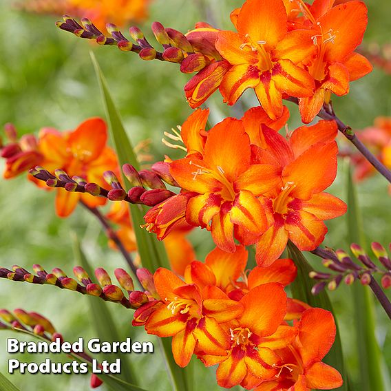 Crocosmia 'Firestars Scorchio'