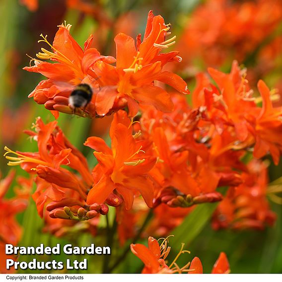 Crocosmia 'Spitfire'