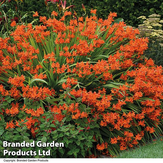 Crocosmia 'Spitfire'